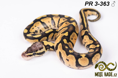 hadi na prodej, mládě, český chov hadů, odchov hadů, mojihadi.cz, Python regius, ballpython, krajta královská, Pastel, poss het Orange Ghost